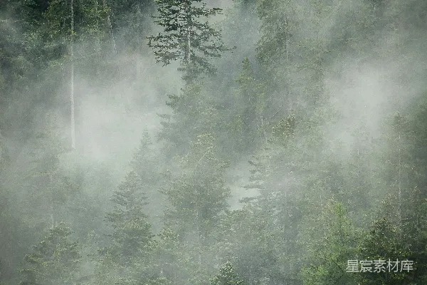 高清摄影 雾中森林