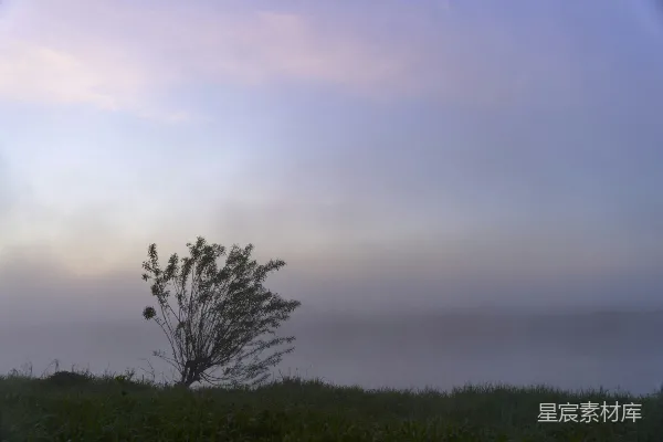 高清摄影 雾中独立的树