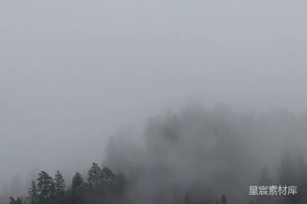 高清摄影 雾中的森林