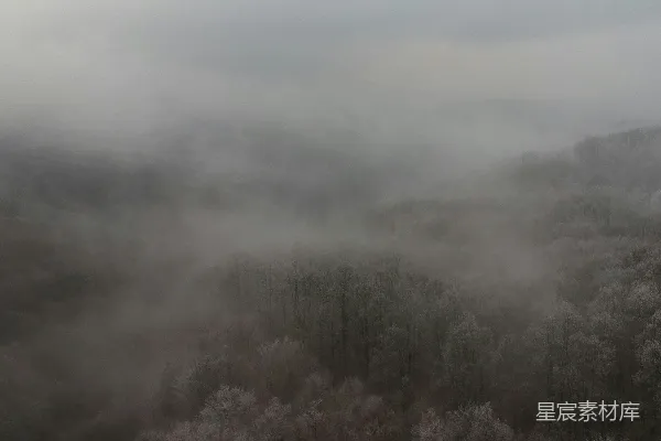 高清摄影 雾中的森林