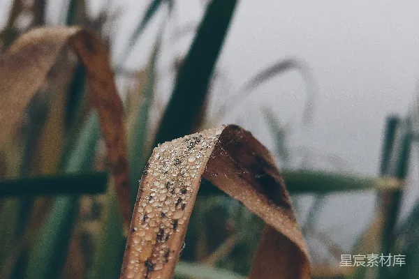 高清摄影 清晨的露珠