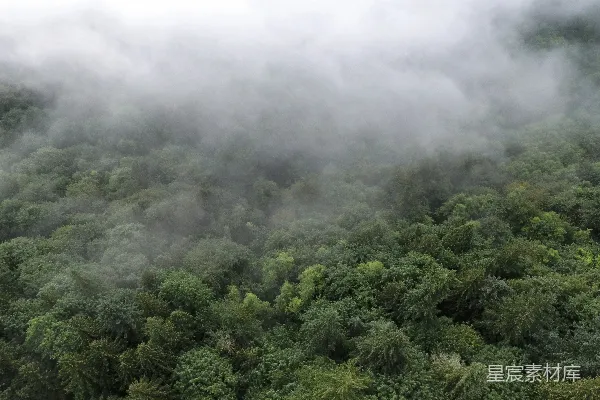 高清摄影 云雾缭绕的森林