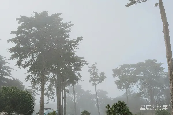 高清摄影 雾中的松树林