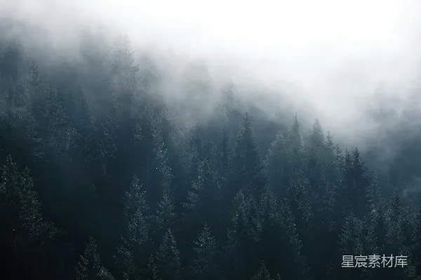 高清摄影 雾中的松树林