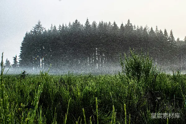 高清摄影 雨雾中的森林