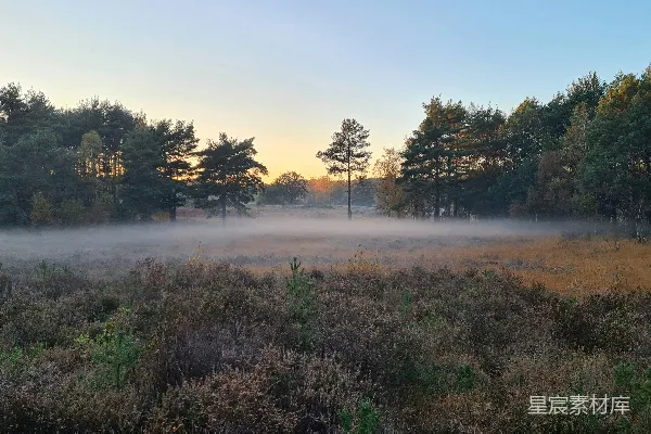 高清摄影 晨雾中的森林与灌木