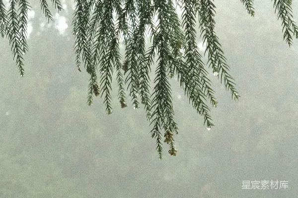 高清摄影 雨后松针的清新的自然景象