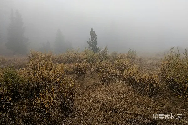 高清摄影 雾中的静谧森林