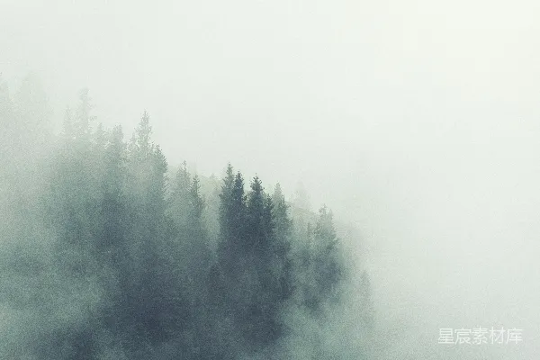 高清摄影 雾中的森林
