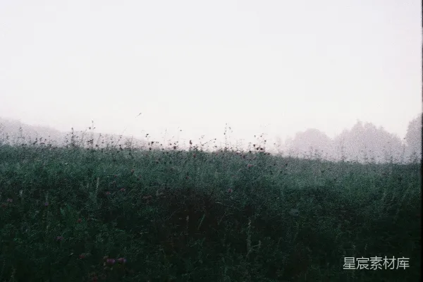 高清摄影 雾中的野花