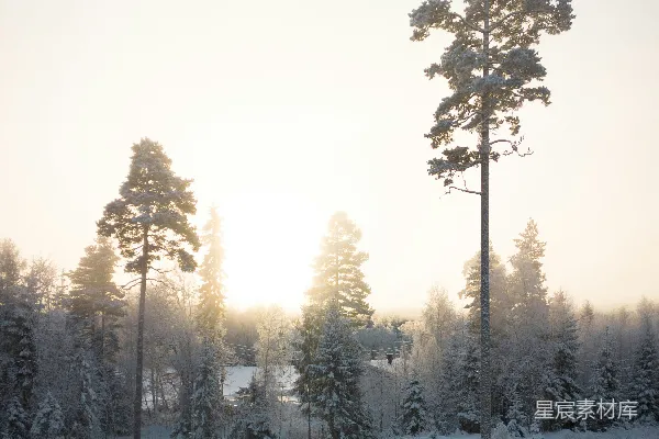高清摄影 冬日晨光中的雪林
