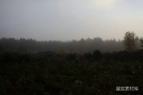 高清摄影 雾中的森林