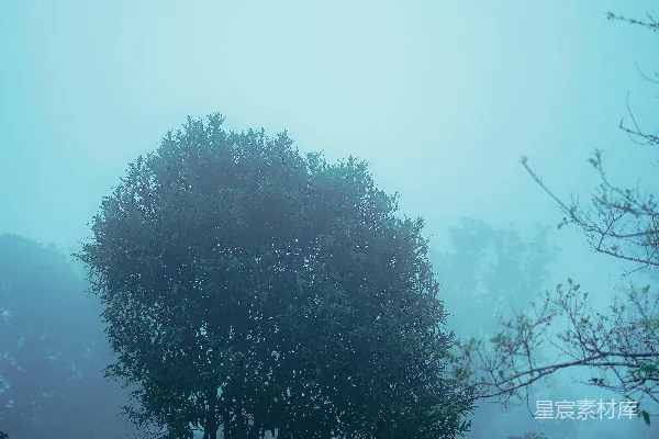 高清摄影 雾中的树