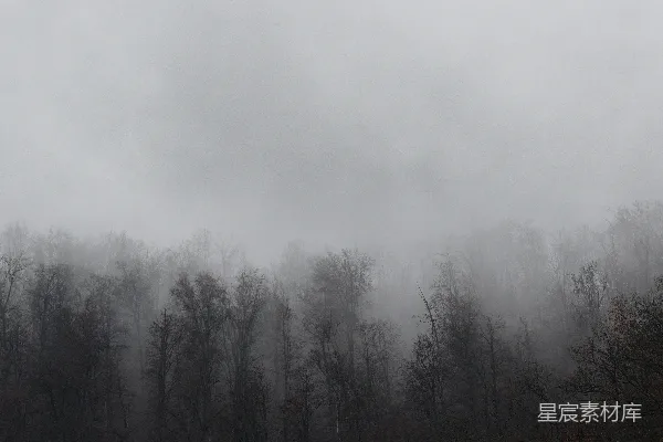 高清摄影 雾中森林