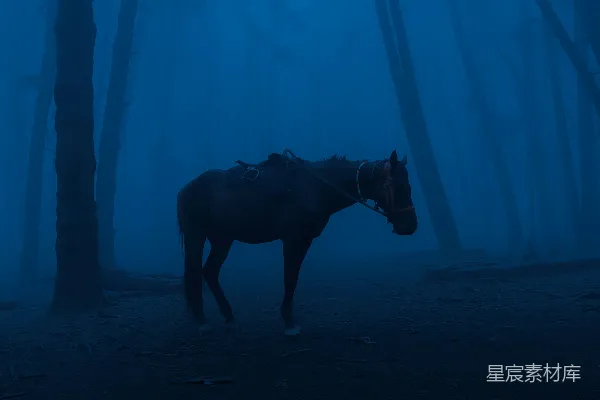 高清摄影 雾中的森林与马