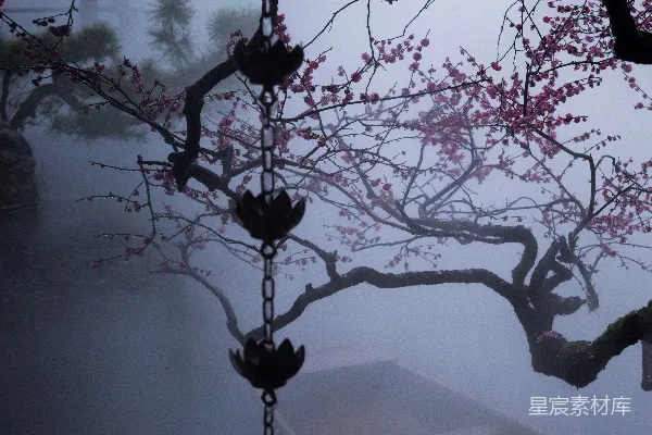 高清摄影 雾中梅花与灯笼