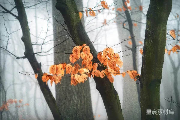 高清摄影 雾中残叶