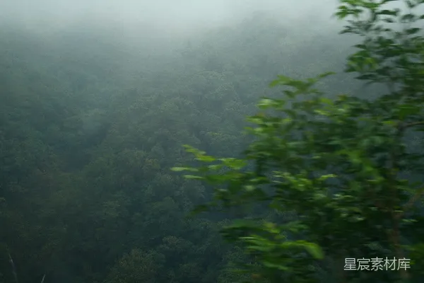 高清摄影 雾中森林