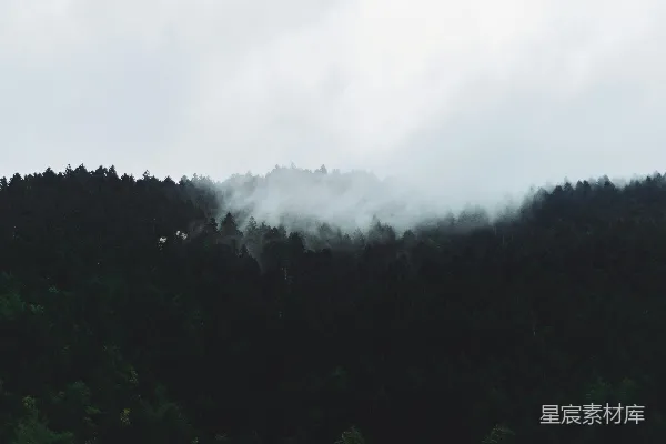 高清摄影 雾中森林