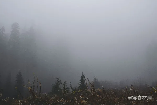 高清摄影 雾中的森林