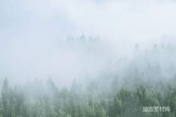 高清摄影 雾中的森林