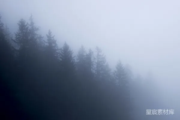 高清摄影 雾中的松树林