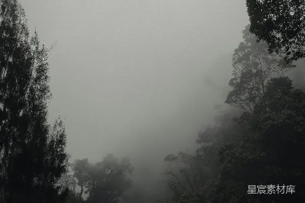 高清摄影 森林中的雾气