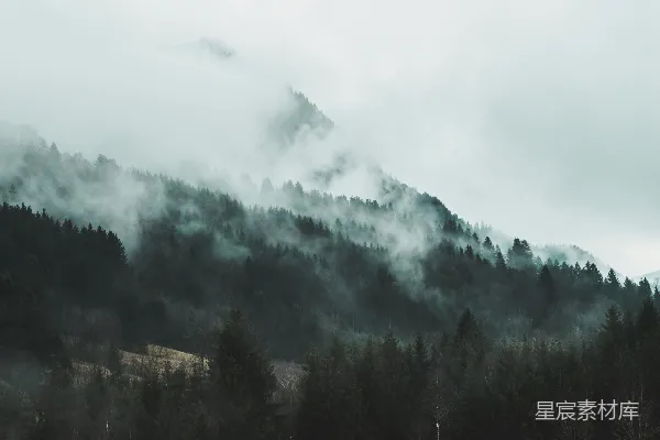 高清摄影 雾中的森林