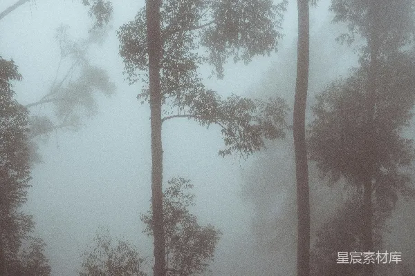 高清摄影 雾中的森林
