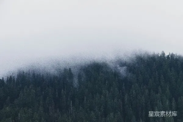 高清摄影 雾中的森林