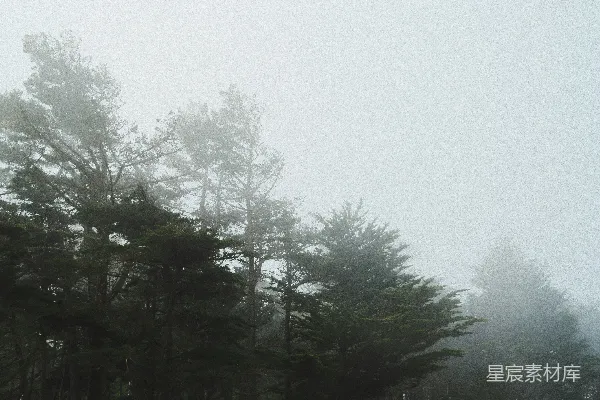 高清摄影 雾中松林