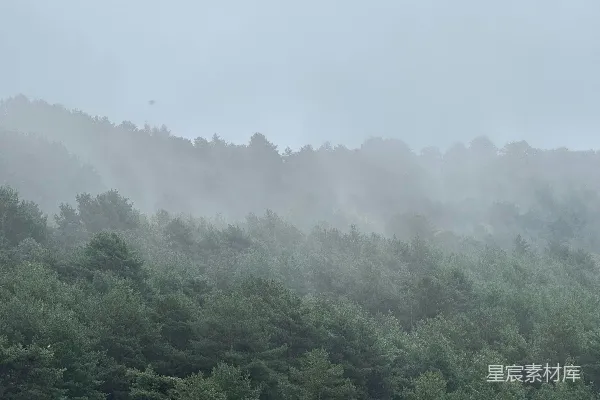 高清摄影 雾中松林
