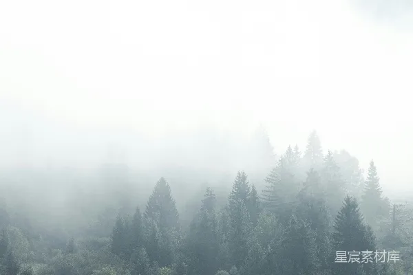高清摄影 雾中的森林