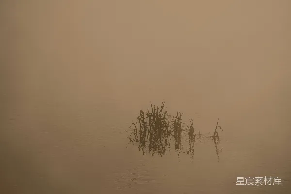 高清摄影 晨雾中的芦苇