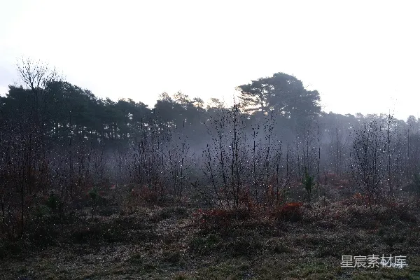 高清摄影 晨雾中的森林
