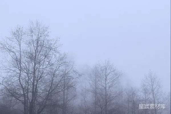 高清摄影 雾中树林