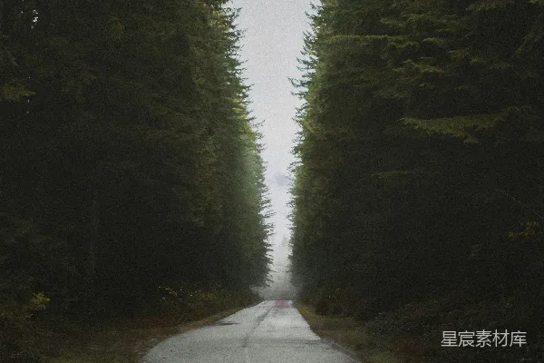 高清摄影 森林中的道路