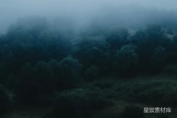 高清摄影 雾中森林