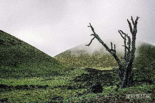 高清摄影 孤树与雾山