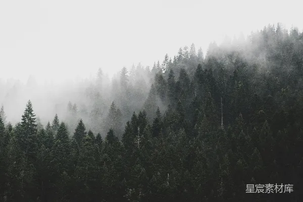 高清摄影 雾中的松树林