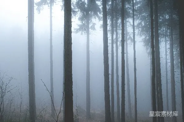 高清摄影 雾中的松树林