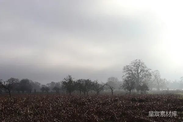高清摄影 晨雾中的寂静林地