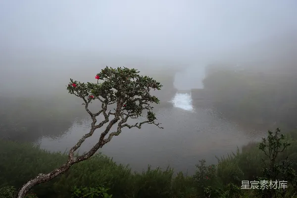高清摄影 雾中静谧的河流与红花树
