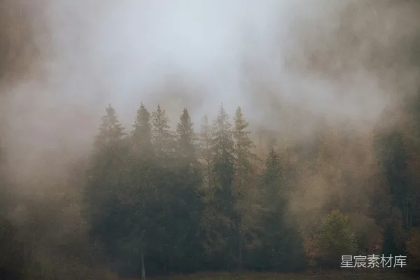 高清摄影 雾中松林