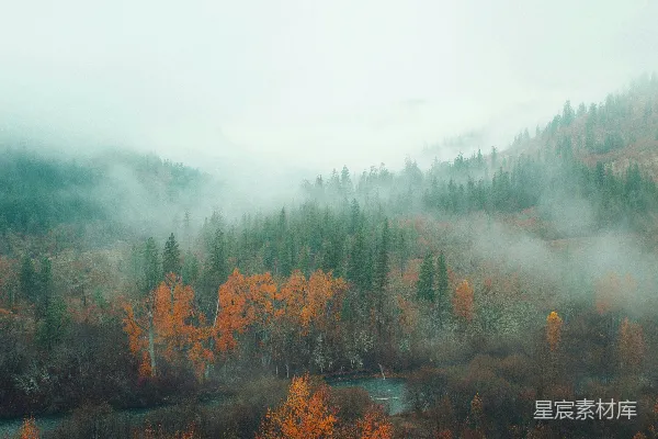 高清摄影 秋日雾中的森林