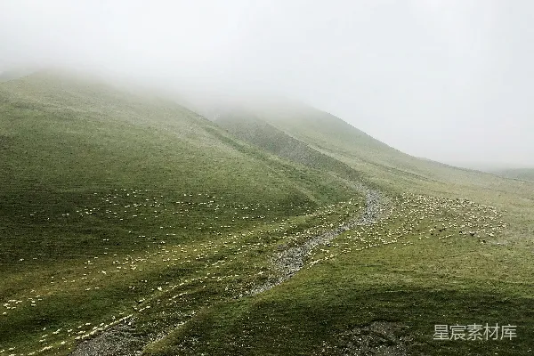 高清摄影 雾中的山间羊群