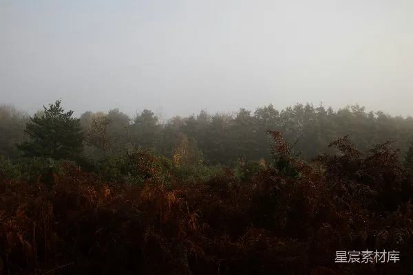 高清摄影 雾中的森林