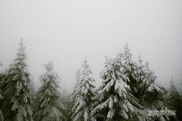 高清摄影 雪中的松林