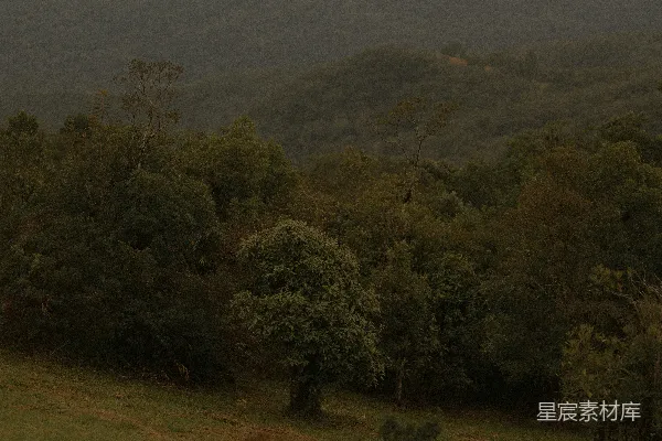 高清摄影 宁静的山林景色