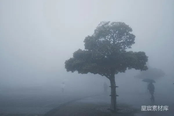 高清摄影 雾中的一棵树
